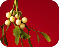 Mistletoe - Check with the garden centre whether the plants you’re buying are toxic.